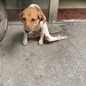 A Paralyzed Dog Sat Alone on the Sidewalk