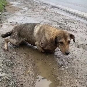 A Paralyzed Dog Was Crawling Beside a Busy Road