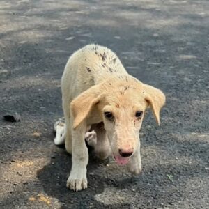 A Paralyzed Puppy Dragged Himself Along a Forest Road