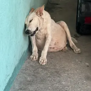A Pregnant Stray Dog Collapsed in a Narrow Hallway