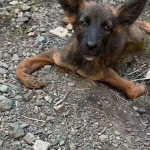 A Puppy No One Thought Could Walk Again