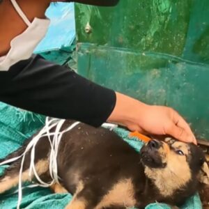 A Puppy Was Found Tied Beside the Trash