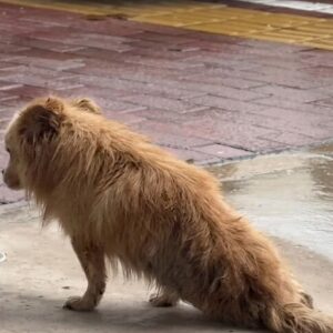 A Rain-Soaked Dog No One Could Ignore