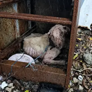 A Rain-Soaked Dog Was Found Chained in the Mud