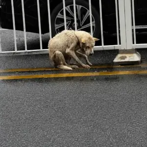 A Shivering Stray Dog Was Found Alone on the Road
