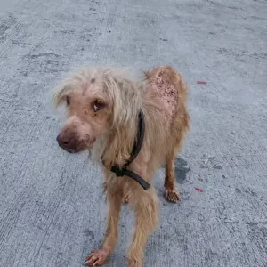 A Sick and Starving Dog Waiting at a Gas Station