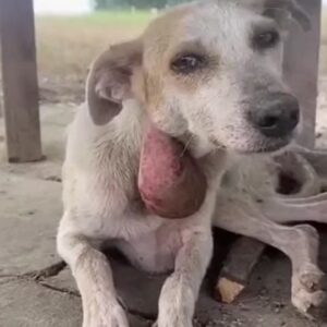 A Sick Dog Hiding Under an Old Shelter