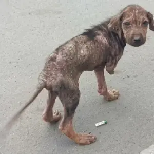 A Sick Stray Puppy Looked Back for Help