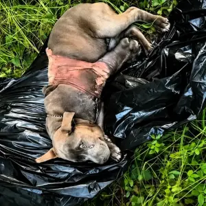 A Silent Body Beside the Trash