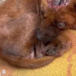 A Small Brown Dog Lying Too Still