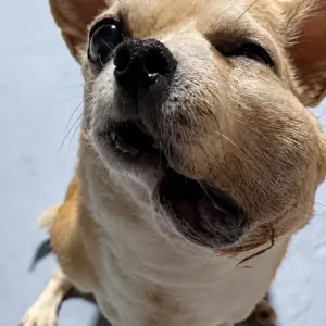 A Small Dog Carrying Too Much Pain