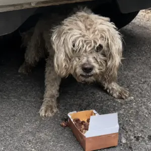 A Small Dog Hiding Beneath a Car