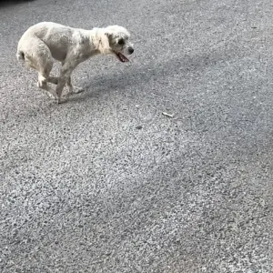 A Small Dog Left Alone on the Street