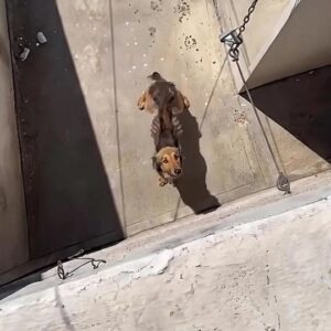 A Small Dog Trapped in a World of Concrete