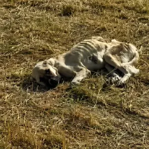 A Starving Dog Lay Motionless in the Field
