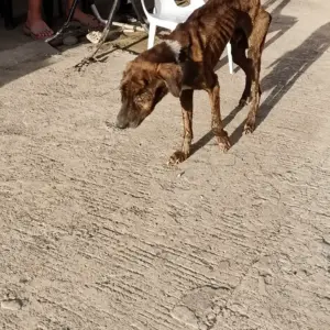 A Starving Dog Walked Down the Street Like a Shadow