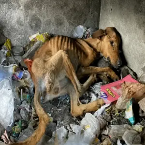 A Starving Dog Was Found Crying in a Pile of Trash