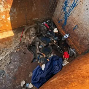 A Starving Dog Was Found Trapped in a Dumpster