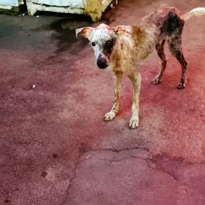 A Starving Dog With No Fur Ran From Every Hand