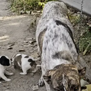 A Starving Mother Dog Kept Pulling Rescuers Toward the Bushes