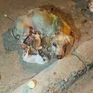 A Starving Mother Dog Refused to Leave Her Newborn Puppies