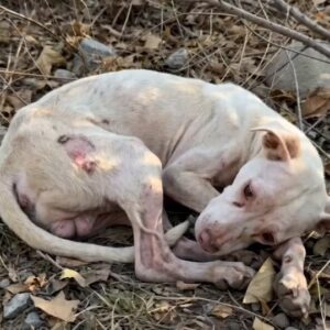 a Starving White Dog Curled Up in the Dry Leaves