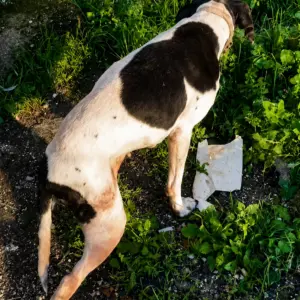 A Stray Dog Found in a Painful and Dangerous Condition