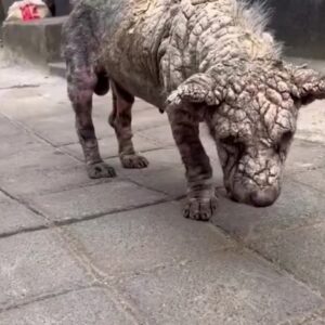 A Stray Dog Hidden Beneath Years of Pain