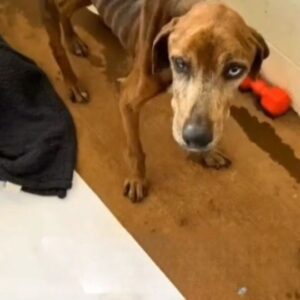 A Stray Dog Named Chief Arrived With Nothing Left