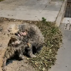 A Stray Dog With Bare Patches Wandered Alone