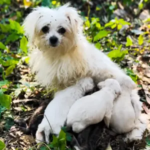 A Stray Mother Dog Was Found Nursing Her Puppies