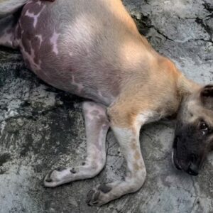 A Stray Puppy With a Huge Swollen Belly