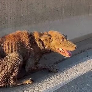A Terrified Dog Was Found Soaked and Alone Beside a Highway