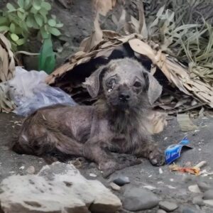 A Tiny Abandoned Puppy Was Found Covered in Dirt