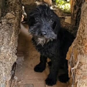 A Tiny Black Puppy Was Found Hiding Between Broken Walls