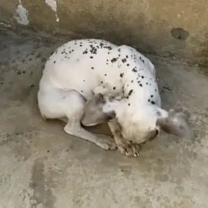 A Tiny Body Curled on the Ground