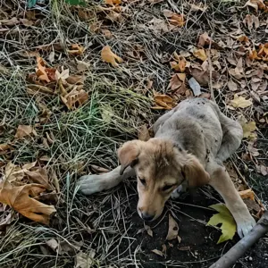 A Tiny Body Hidden Beneath the Tree