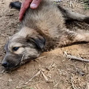 A Tiny Body on the Edge of the Road