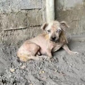 A Tiny Dog Cried Beside a Concrete Wall