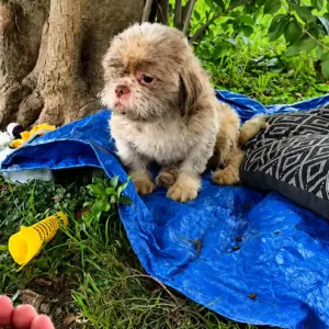 A Tiny Dog Left Behind in the Park