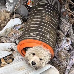 A Tiny Dog Trapped in a Dirty Pipe Was Crying for Days