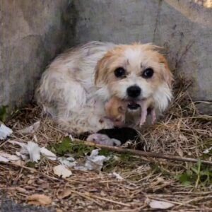 A Tiny Dog Was Found Hiding Beside a Roadside Drain