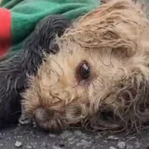 A Tiny Dog Was Found Lying Helpless on the Road