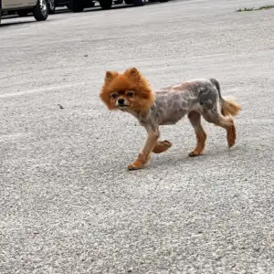 A Tiny Dog With a Shaved Body Wandered Alone