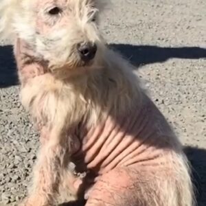 A Tiny Hairless Dog Sat Alone in the Sun