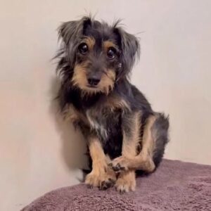 A Tiny Injured Dog Sat Quietly on a Blanket