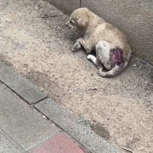 A Tiny Puppy Cried Beside a Wall