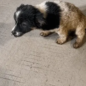 A Tiny Puppy Hiding in the Dark