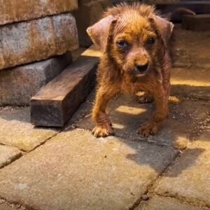 A Tiny Puppy Left Alone by the River