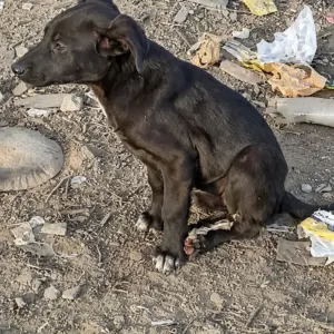 A Tiny Puppy Left Alone on the Street